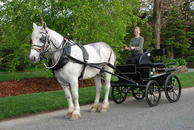 Horse Drawn Wedding Carriage