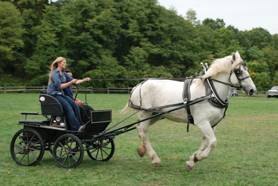 Horse Drawn Wedding Carriage Horse- Sonadora