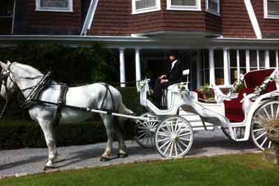 Horse Drawn Wedding Carriage Horse