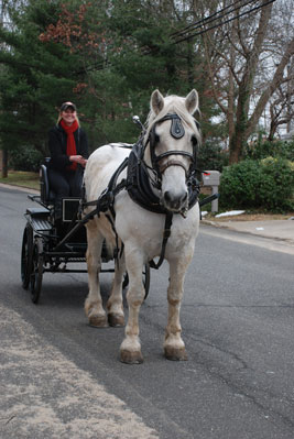 Horse Drawn Carriage NY