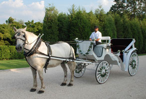 Horse Drawn Carriges nY